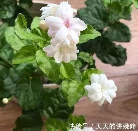 花友会|茉莉年年养年年死,抓住小窍门,不想爆盆都难