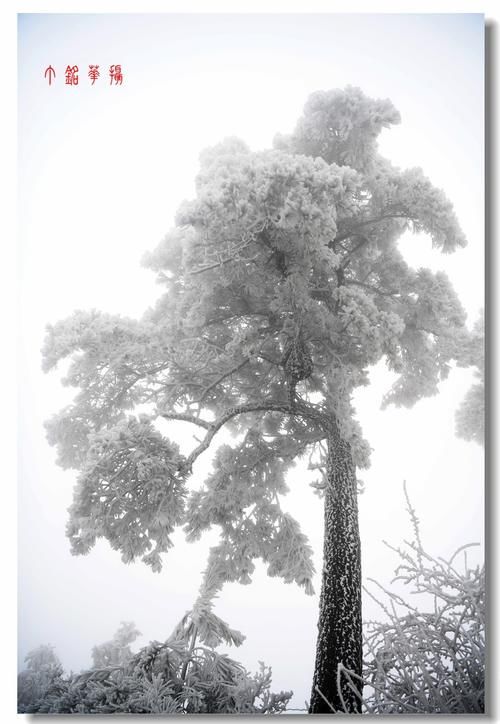 铅山|铅山葛仙山白雪皑皑，犹如冰雪童话世界