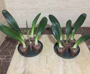 教你一招繁殖君子兰,掰个侧芽埋土里,生根快一养就活