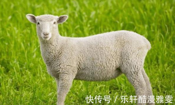 十羊九不全|十羊九不全是真的吗这几月出生的属羊人，旺人旺己，一生事业顺遂
