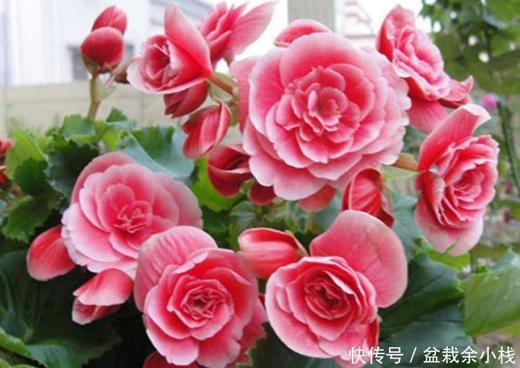 四季|家里养上3种花，不见叶子只见花，花姿妖娆，四季繁花似锦