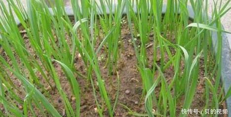 植物|4种能够抗病抗菌的植物,家里养上几盆,小病小灾都不怕!