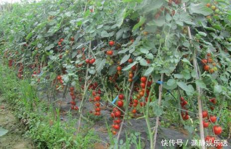 水果|常被误认为是转基因水果，人人抗拒，实则是维C之王