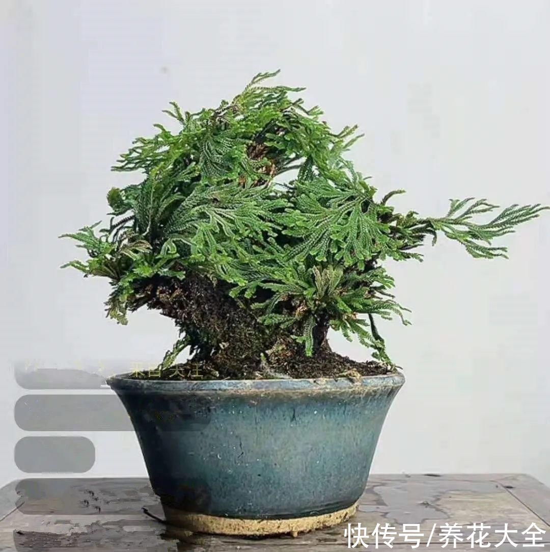 耐旱|10种“养不死”的花，绿萝只能排最后一名，养死3种以上的举手