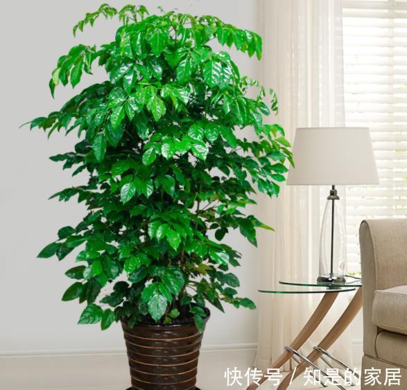 秋冬养花，首选这4种懒人花，富贵大气又好看，养几盆空气更清新