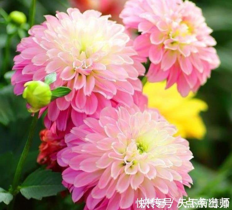 绣球花|4种花好养又漂亮,花朵大花期长,比牡丹美,比绿萝好养!