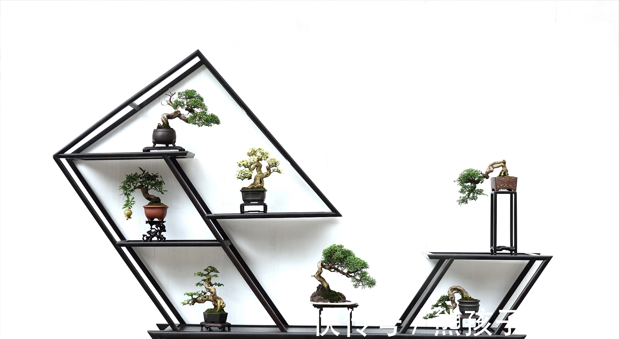 DIY树桩盆景的制作流程和养护事项