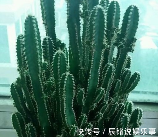 新手养花，不如养盆花中精品“芬芳宝石”，一开就是一簇，漂亮