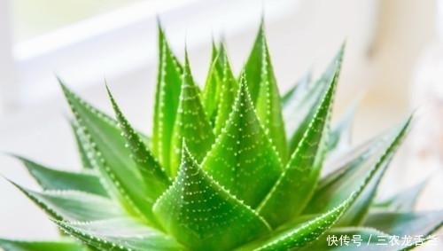 粘性物质|胃病三分治七分养, 这几种养胃食物, 每天换着吃, 远离胃病不惹癌