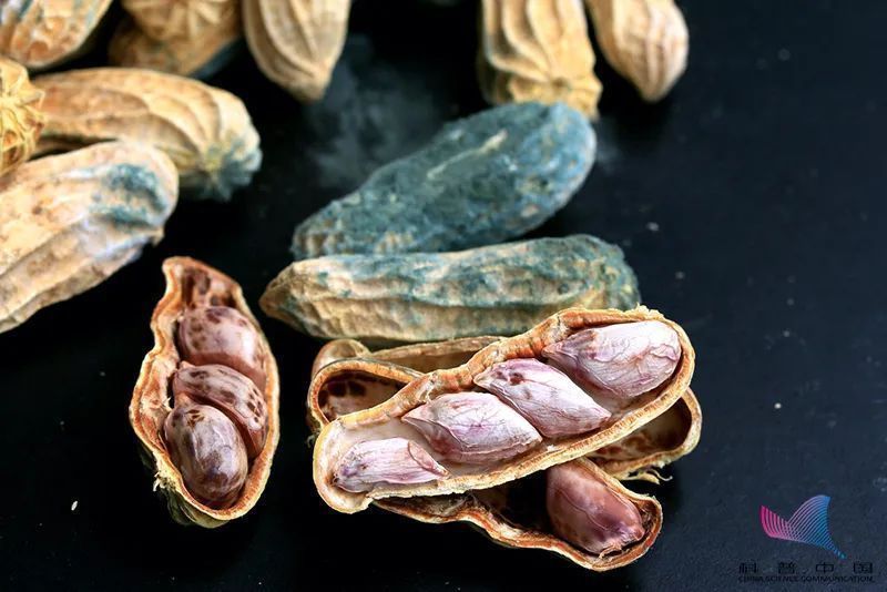 黄曲霉素|警惕!这些都是公认的一级致癌物!太常见了,你家可能也有…