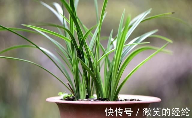 兰苗|怎么判断兰花缺少氮磷钾?学会这三招,养不好兰花都难