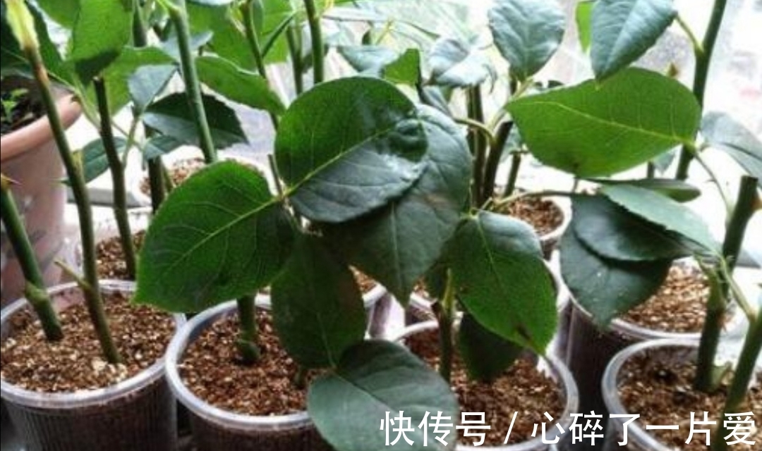 月季冬天也能扦插,只要做好这几个关键点,很快就能生根长新芽