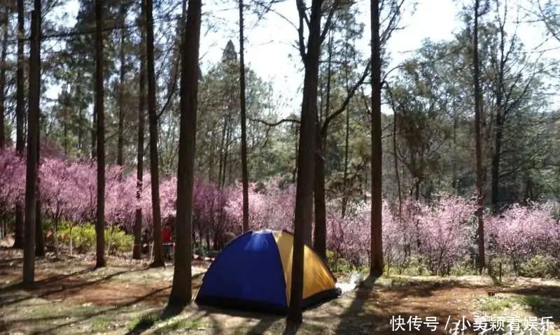 一条街|春城春意浓，西山区赏花正当时