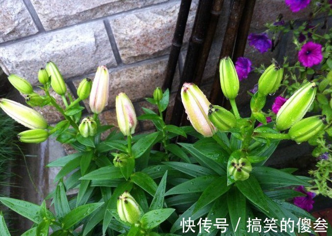 这九种花,随便扔土里,就能长成一片,开花不断