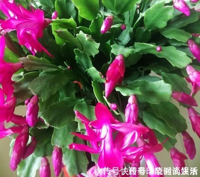 黄豆|养蟹爪兰,给它喂点营养水,开花直接爆盆