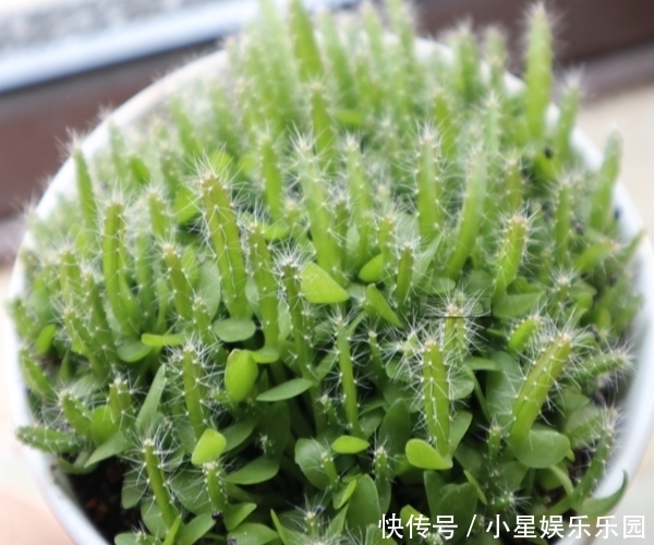 火龙果挖一勺果肉扔花盆里，7天就发“萌肉”，省钱又有趣！