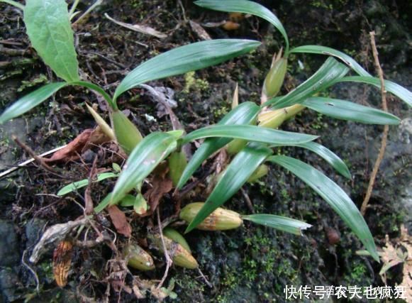 它叫“石仙桃”，生长在石壁上，挖一棵少一颗，若有幸遇到要珍惜