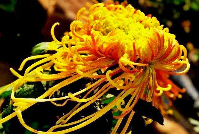 喜欢菊花，就养盆“菊中珍品”盘龙金狮，似金凤飘舞，鲜丽舞魅