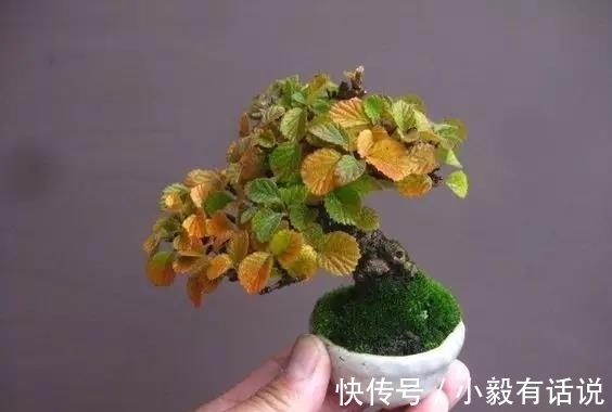 微型盆景越来越受欢迎，这里是它们的“集中营”，都是你想知道的