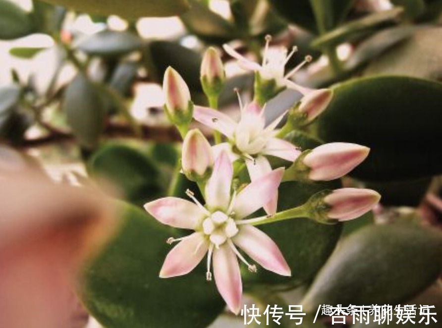修剪|家养玉树落叶烂根，这样简单处理后，根系健壮新芽多，叶子绿油油