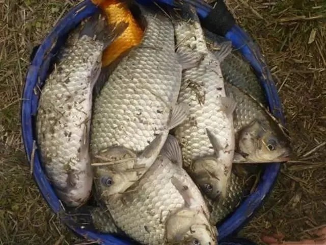 冬季钓鲫鱼的绝招,钓鱼技巧中的王牌!