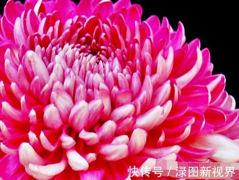 妖娆|喜欢菊花，不如养盆“菊中珍品”大红如意，花似如意，优雅妖娆！