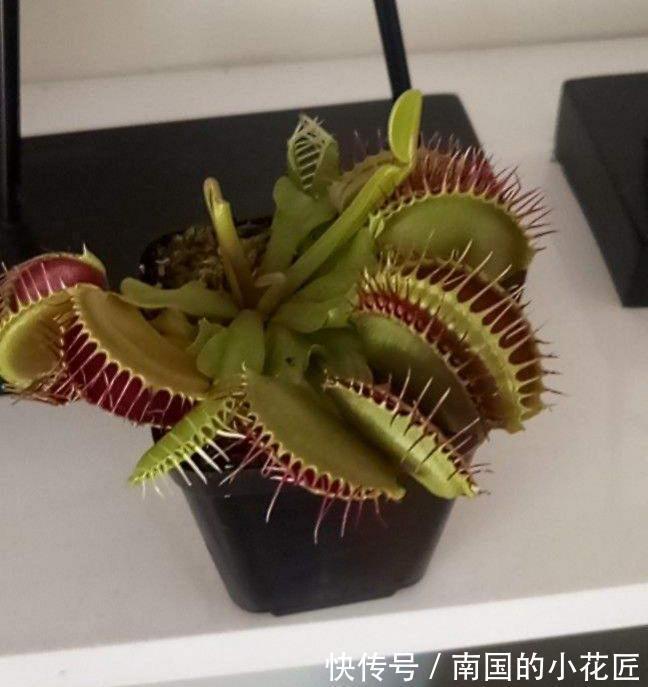 猪笼草|4种食虫植物特有趣，养在家里能灭蚊，孩子们都喜欢