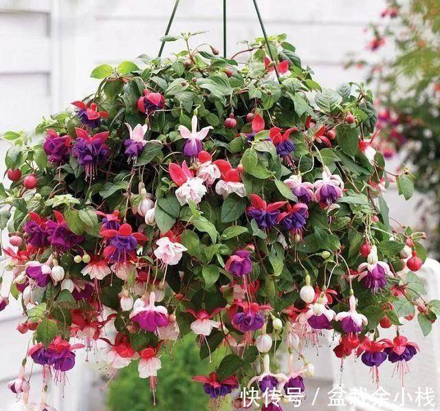 它盛开中的花朵像一个个灯笼，挂满枝头真喜庆，好看又好养