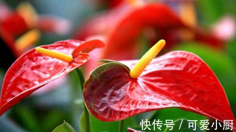 红掌春季养护有哪些注意事项,浇水要掌握见干见湿的原则