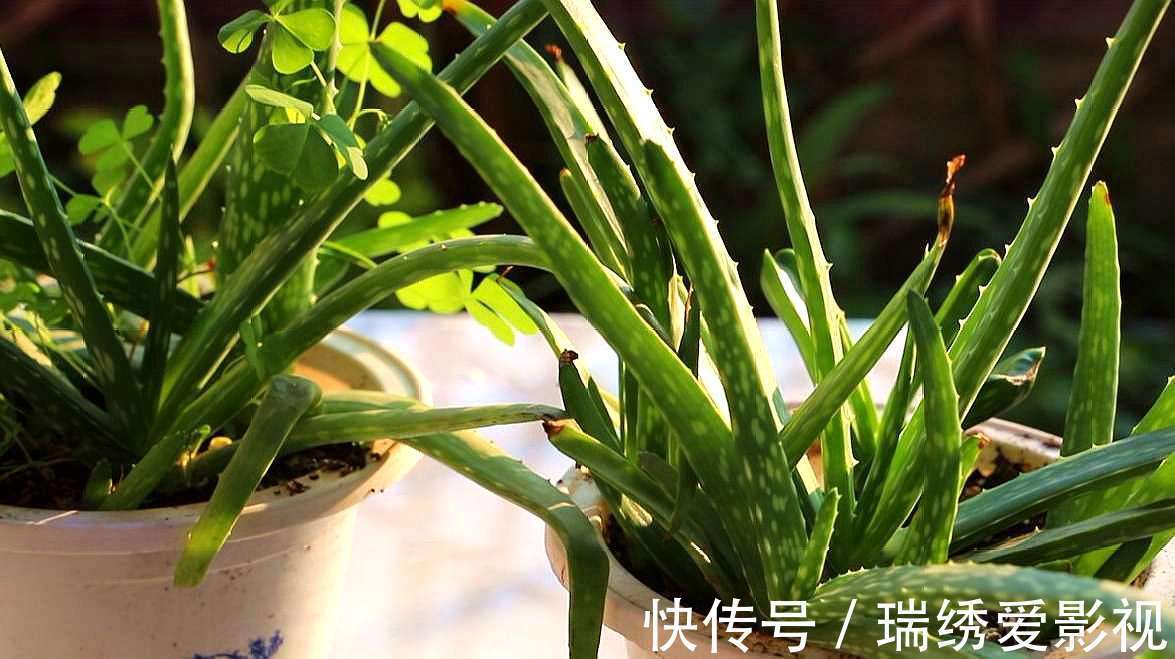 厕所再小,也要养盆吸味花,清除臭味、异味效果好