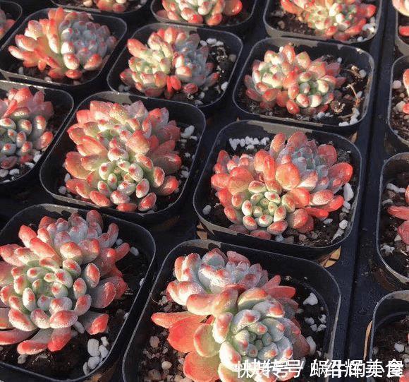 多肉没有高低贵贱，肉友的水平却有高低