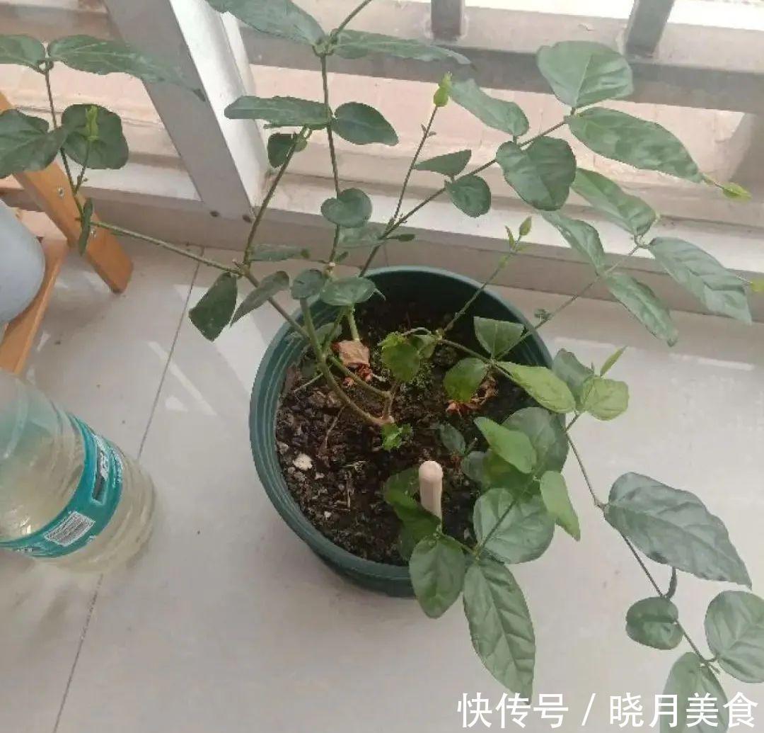 浇水|15种常见花，冬天浇水有讲究，小心越浇花越死