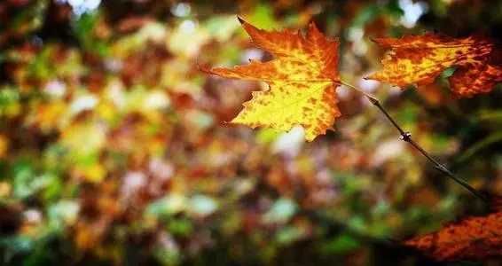 约定$我和秋天的约定