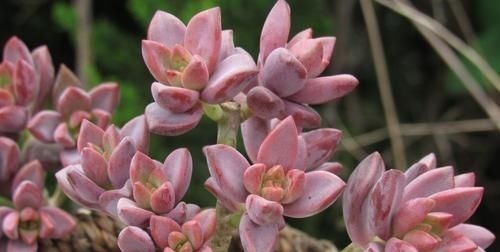 养多肉姬胧月,了解掌握3个技巧,1年长成悬崖老桩