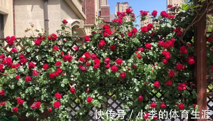 家里有个小院子别浪费，养这3种花，打理简单，开花如花海