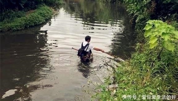黑鱼泛滥成灾成群黑鱼聚集河湾产卵电鱼人不如我来来试试