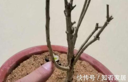 养花|米兰,出现落叶,黄叶,高手一般都从4点入手