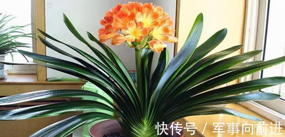 成龄|君子兰冬天要“富养”,2个基础,四个关键,做好就能开大花