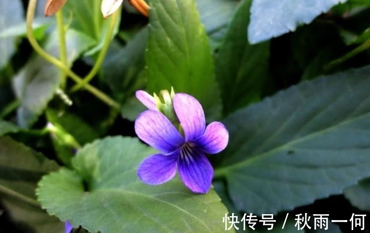 春天里|农村这种野草，是治痔疮的良药，现在价格有点贵要10元一斤