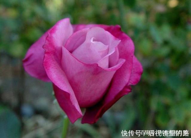 20款紫色月季品种。浓香、抗病非常好养,天然紫色唯美盛开