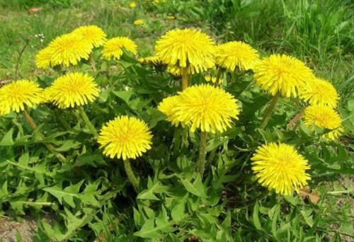 蒲公英和“它”是好搭档,每天1杯,抚平皱纹,子宫更健康!