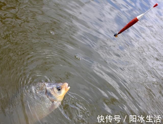 饵料|怪不得老钓友比你钓得多,人家提早都做好了这些准备