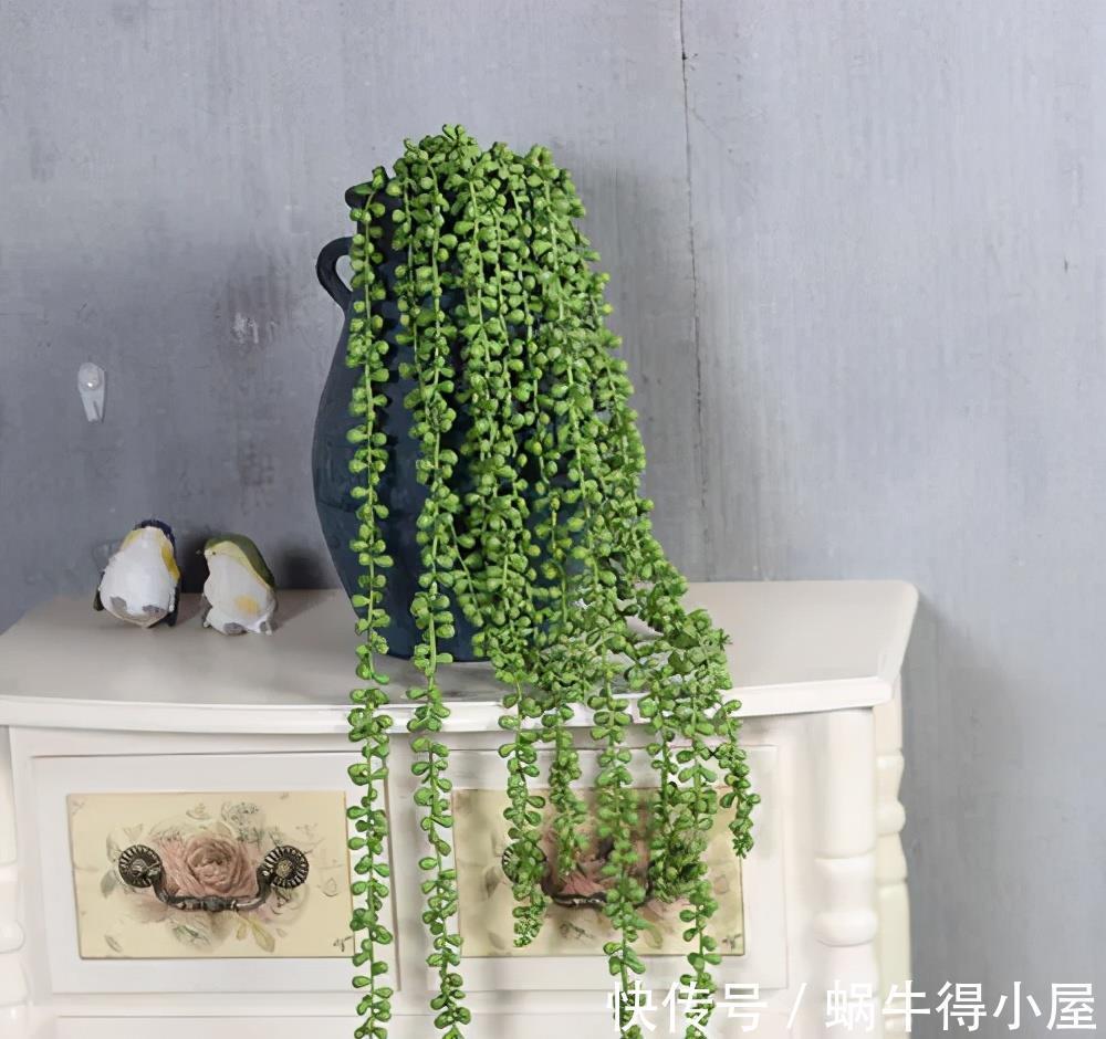 玉露|适合7月养的多肉植物,皮实好养颜值高,喜欢别犹豫,适合新手