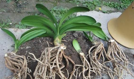 盆栽|家中的盆栽君子兰长侧芽的怎么办呢这样处理最完美