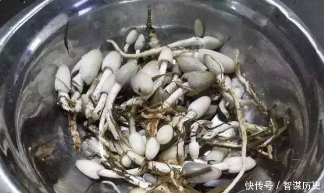 农村|废弃草窝里长出来的美味,这美食农村经常吃!想知道是什么味吗?