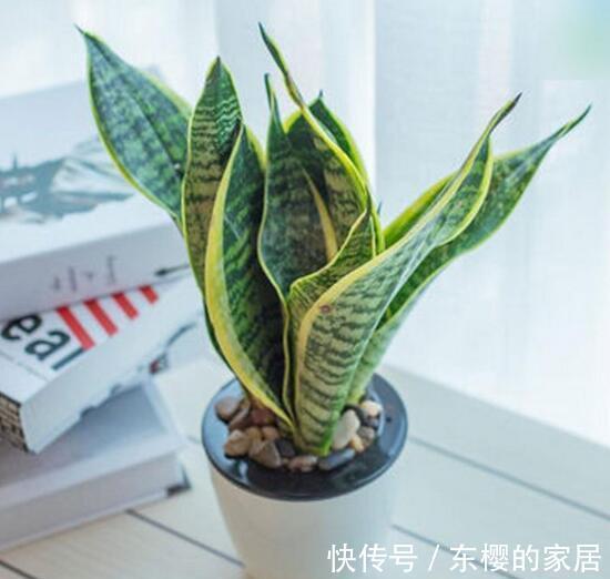 净化器|养花试试这几款，是种有净化功能的花卉植物，养护简单