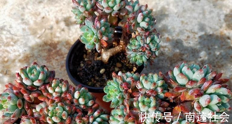 哪些因素会影响到多肉蓝苹果出状态?此3点,不容忽视!