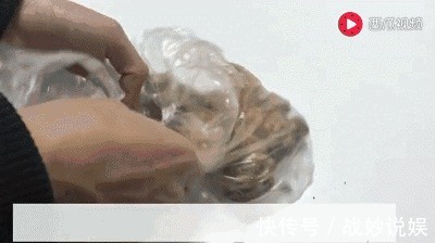 干瘪|生姜上抹点TA,不干瘪、不发芽,放上一年照样新鲜!
