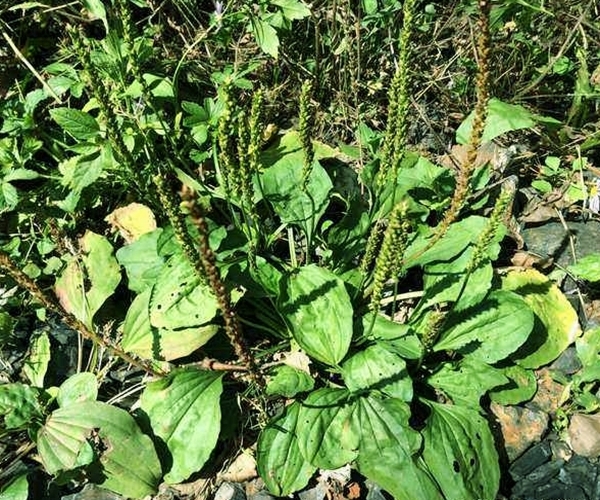 猪肚菜|车前草能抗癌别再被忽悠了,真实功效有3个,最适合老人喝!