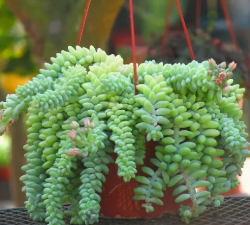 4种花,可以悬挂起来养,轻松打造出别致阳台